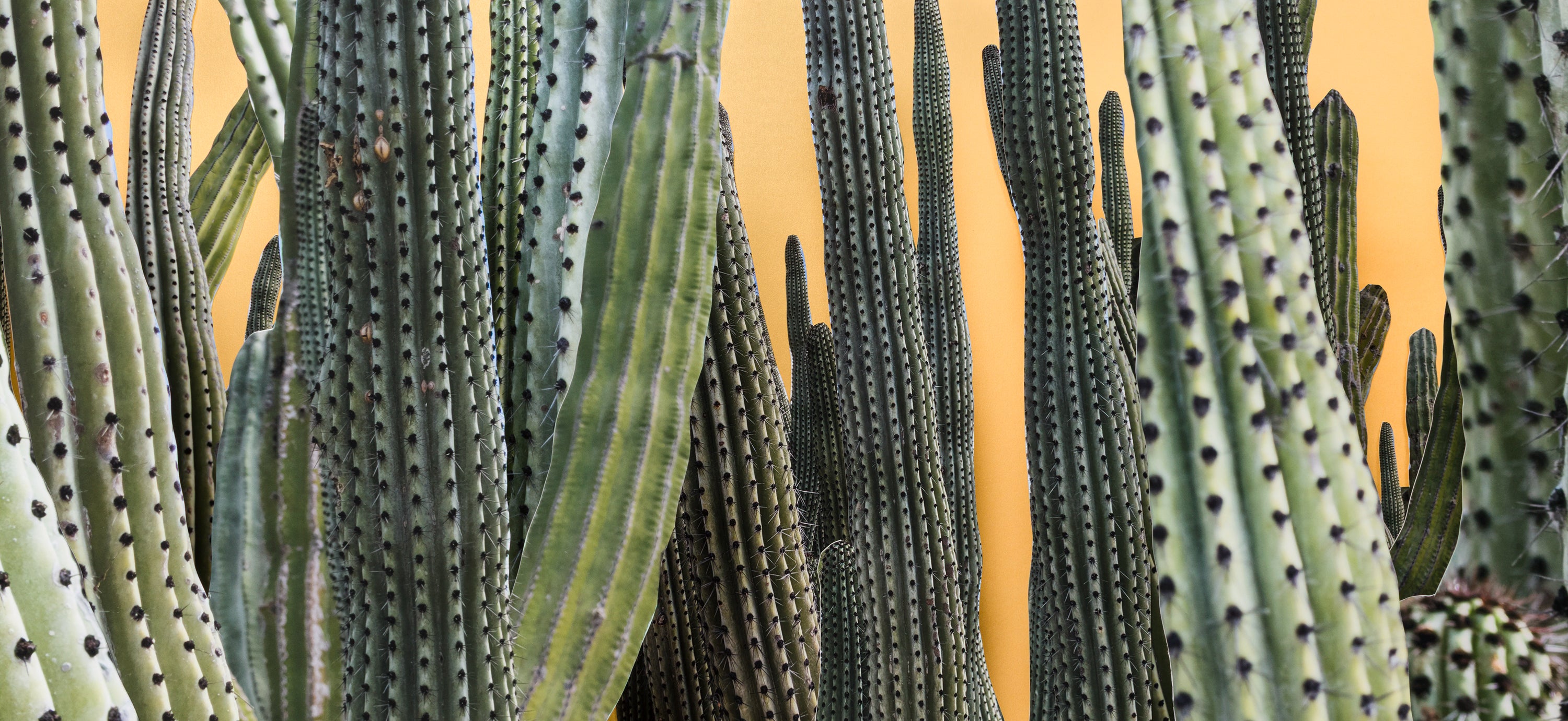 Cacti