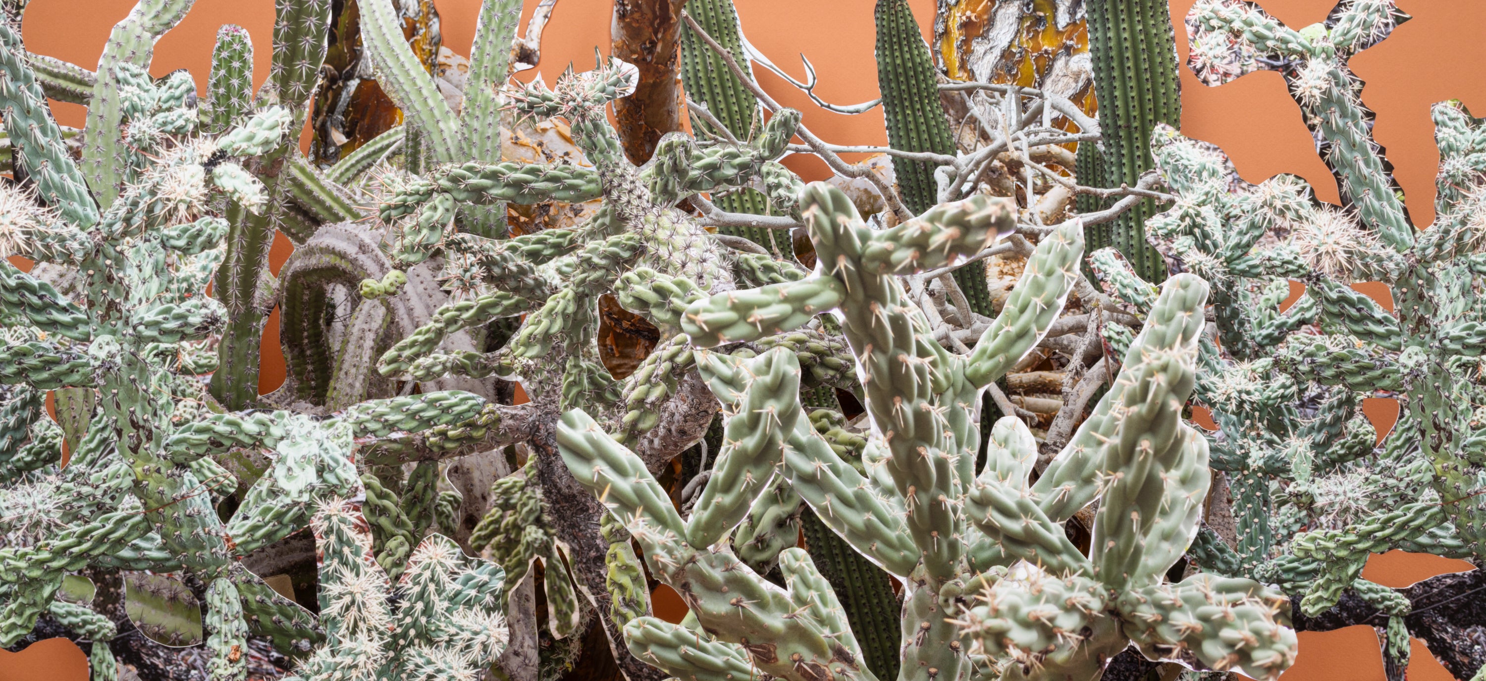 Cactus Garden