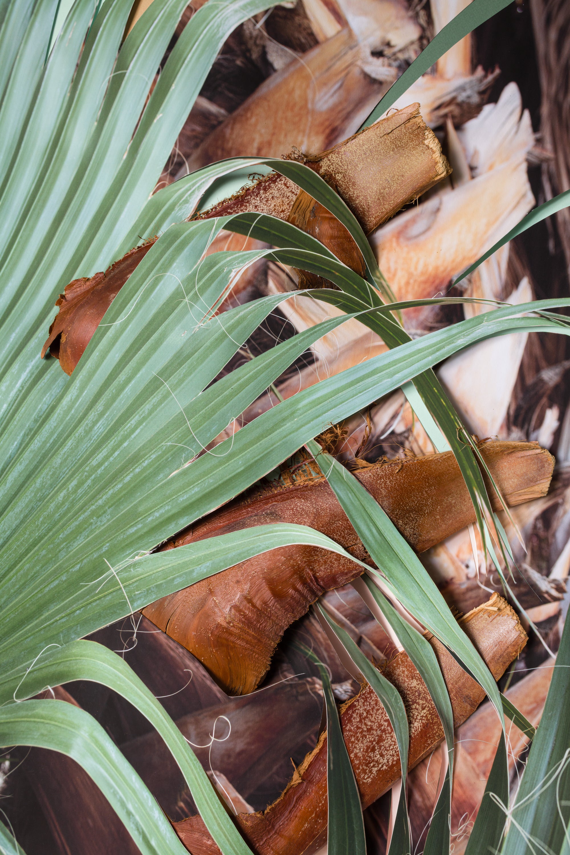 Palm Fronds