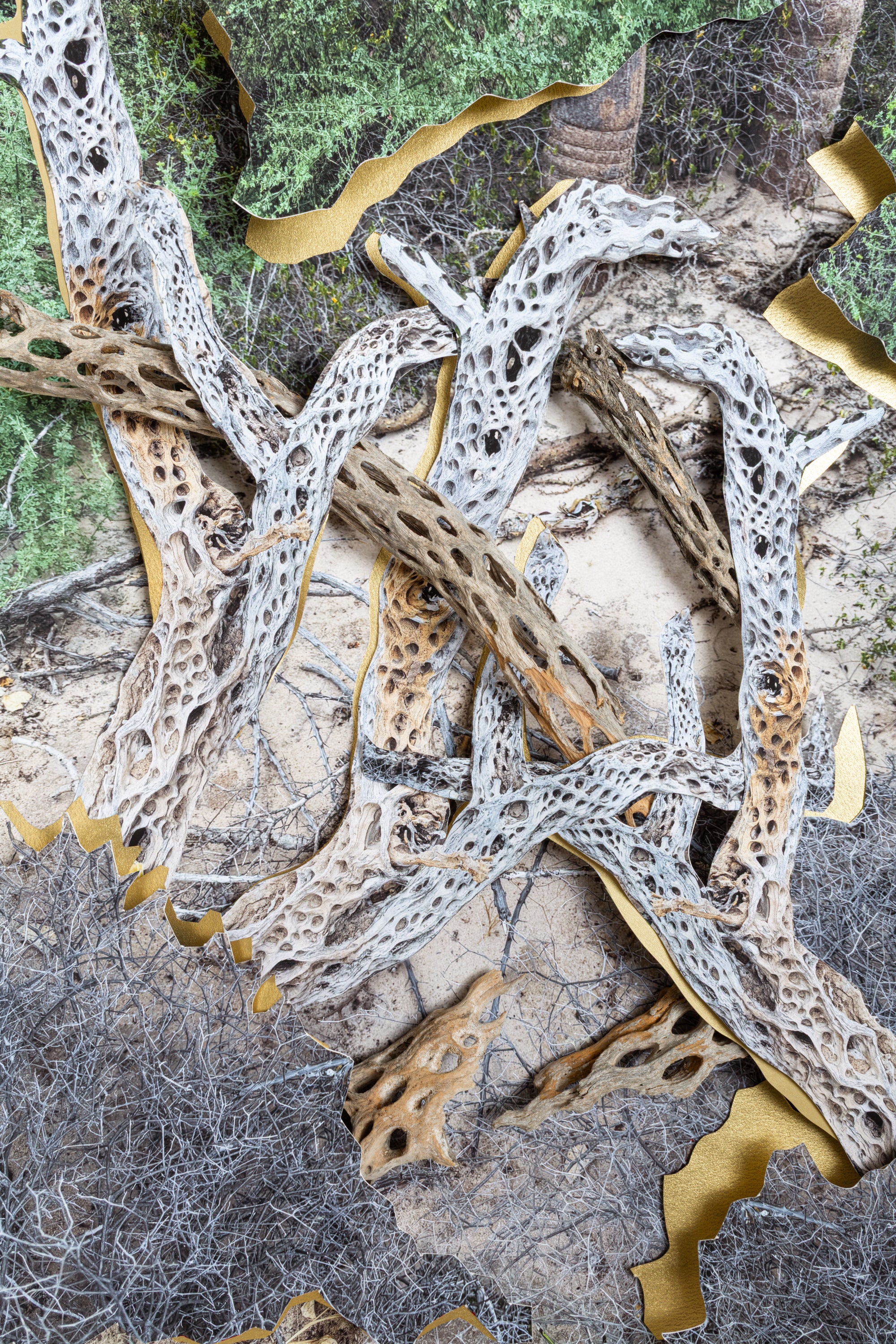 Cactus Skeletons
