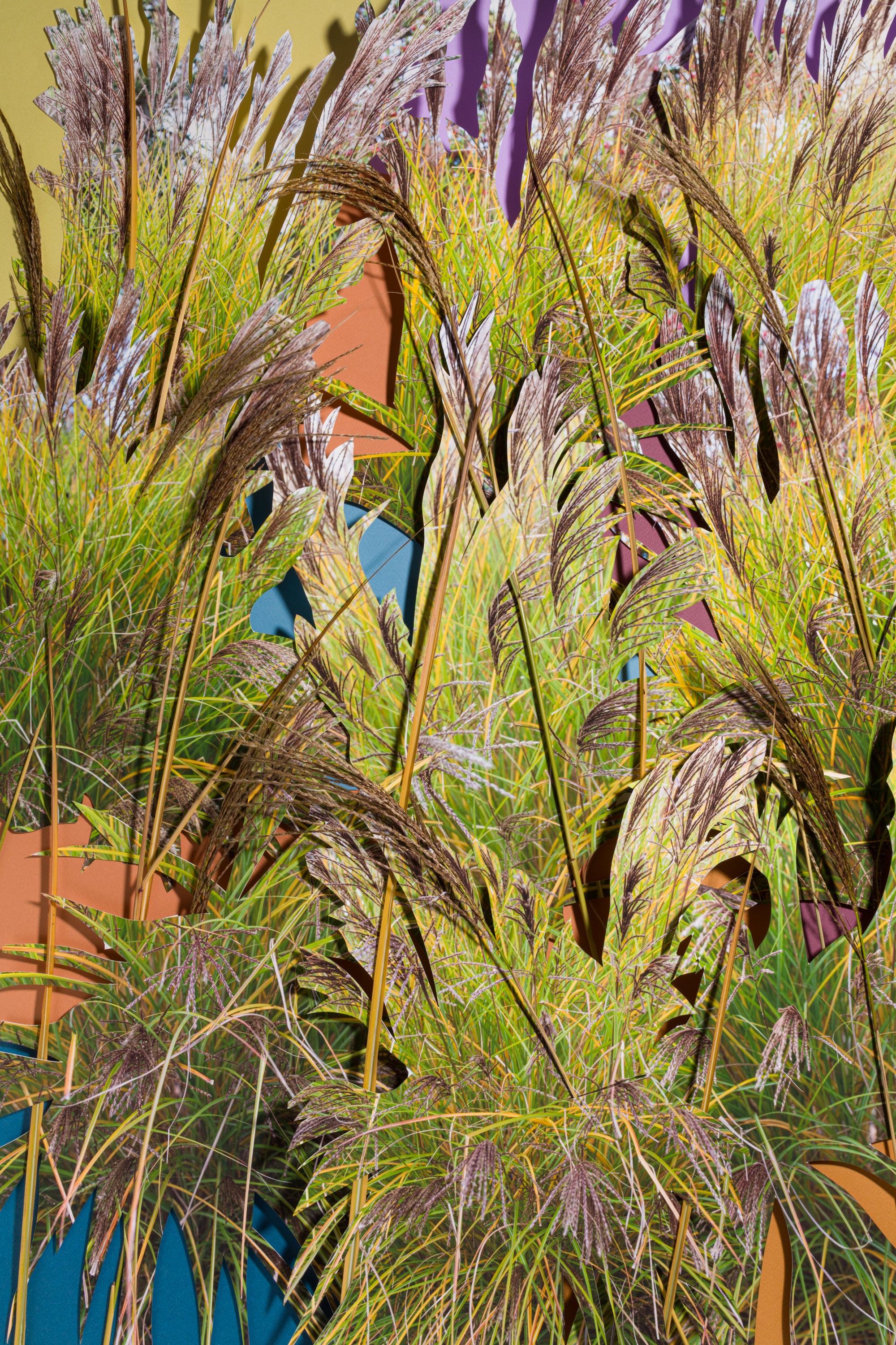 Grasses