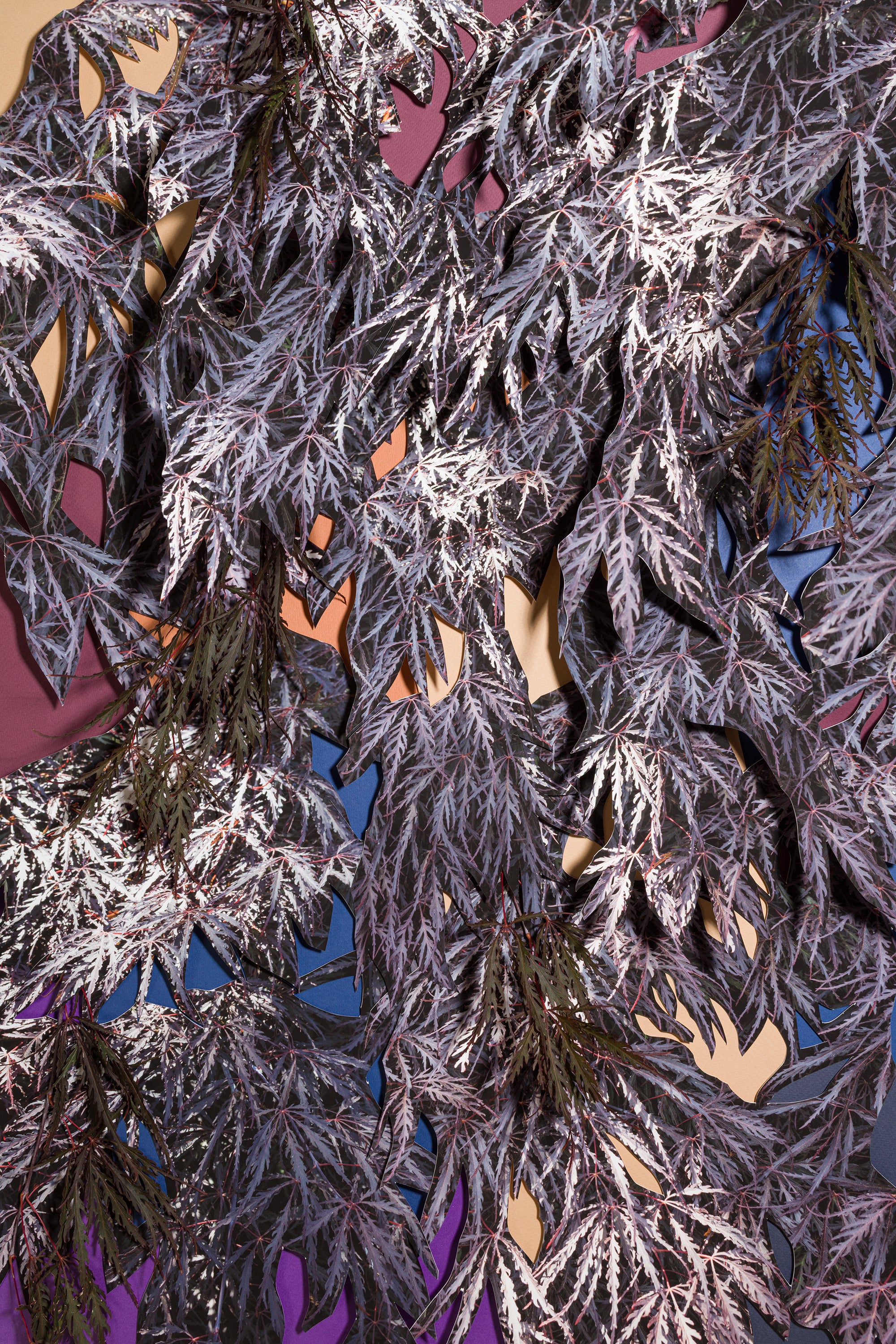 Japanese Maple