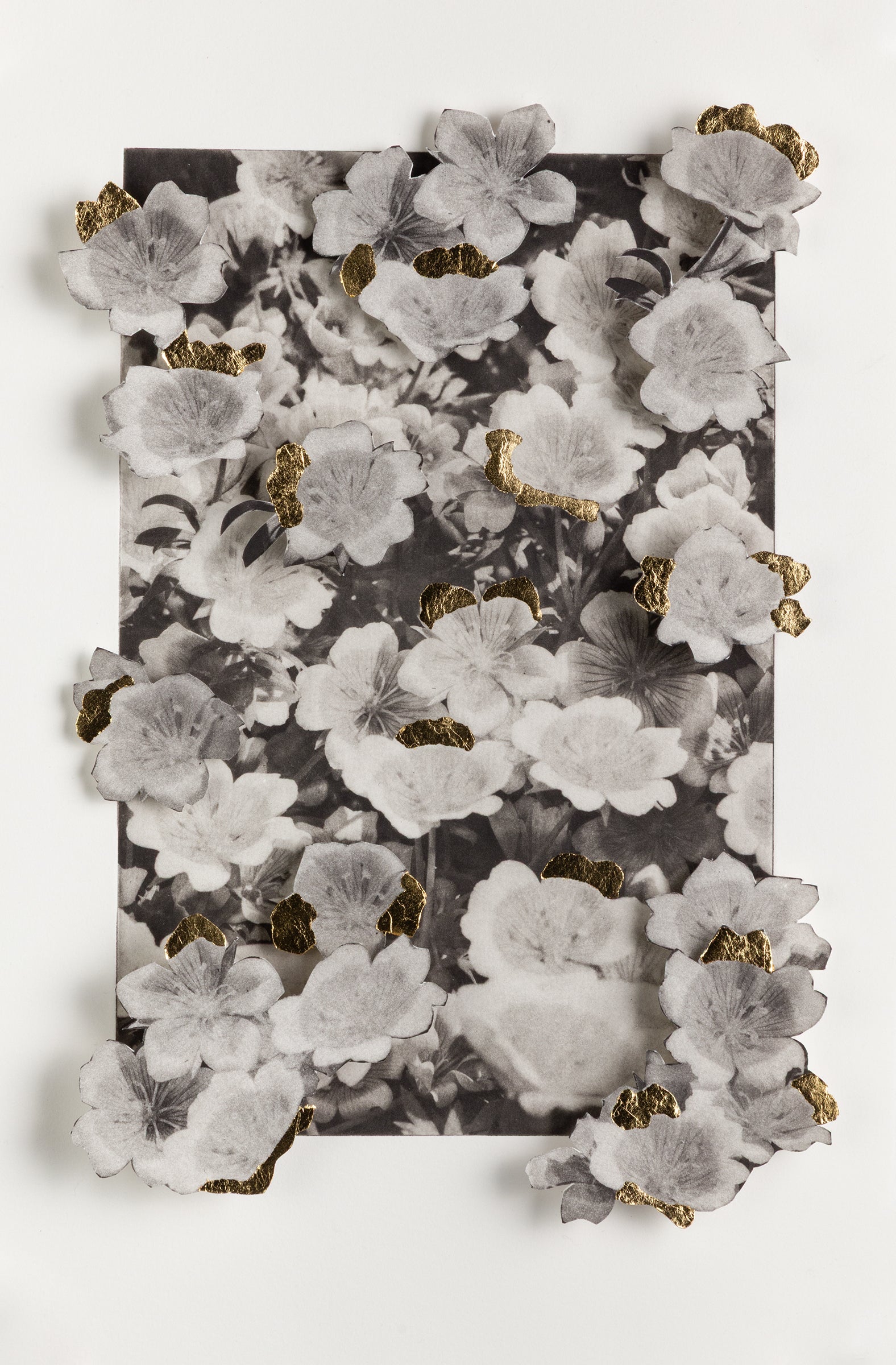 Meadowfoam