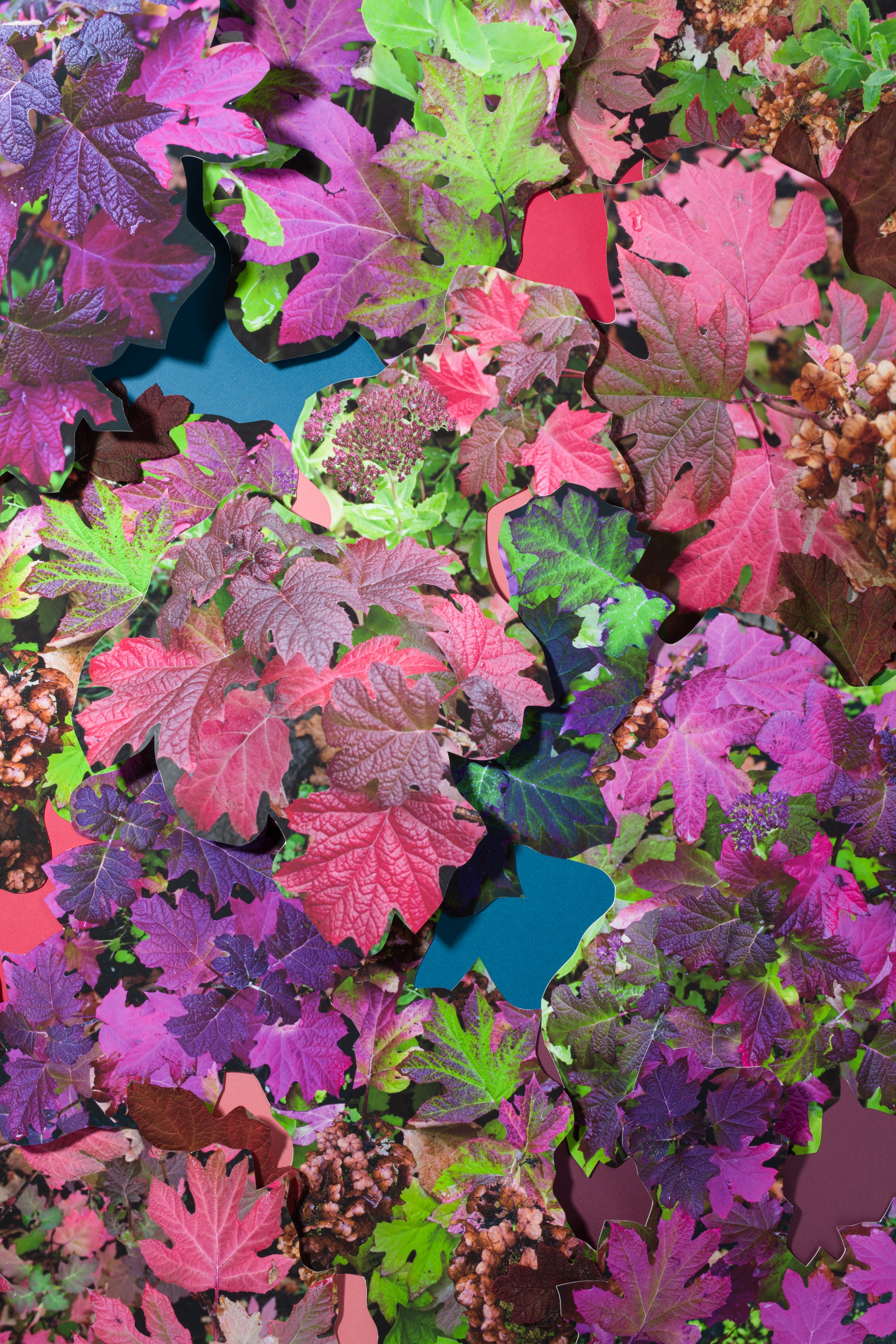 Oak Hydrangea