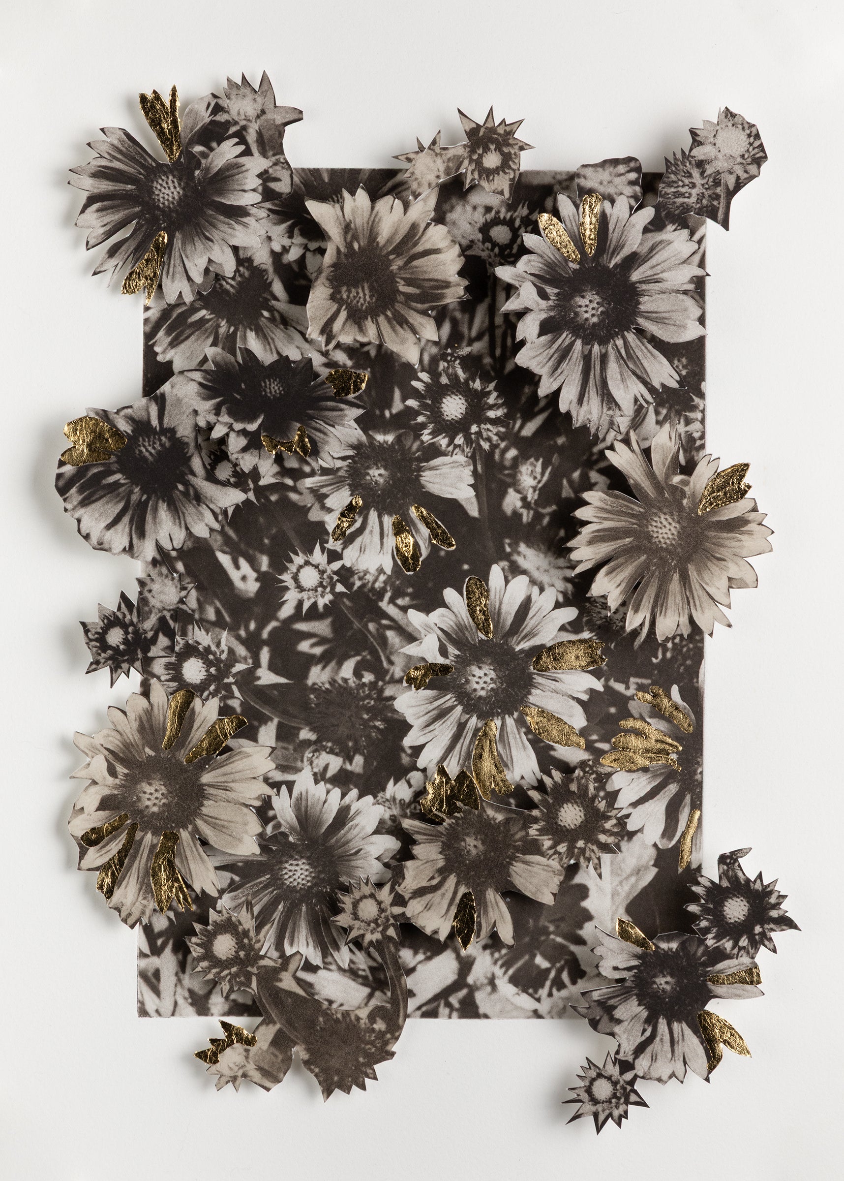 Blanketflower